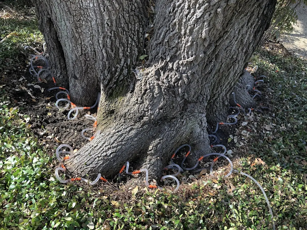 Detailed Tree Cabling and Bracing job site in Pointe Aux Pins