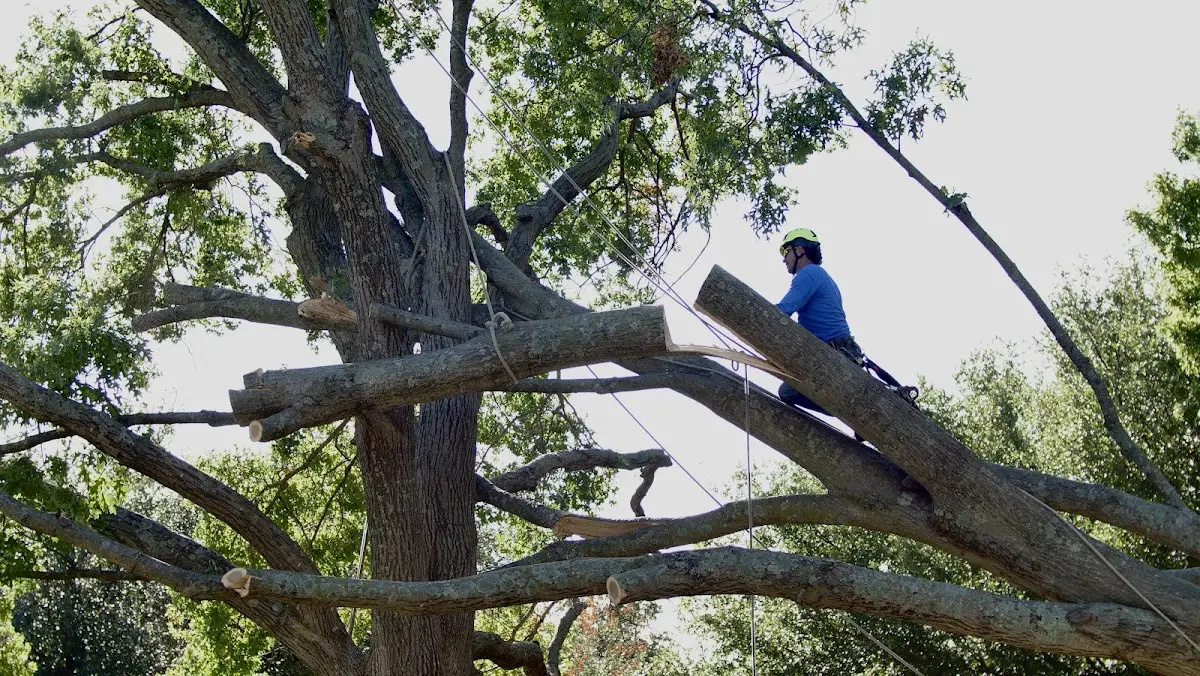Professional Hazardous Tree Removal performed by certified arborists in Pointe Aux Pins