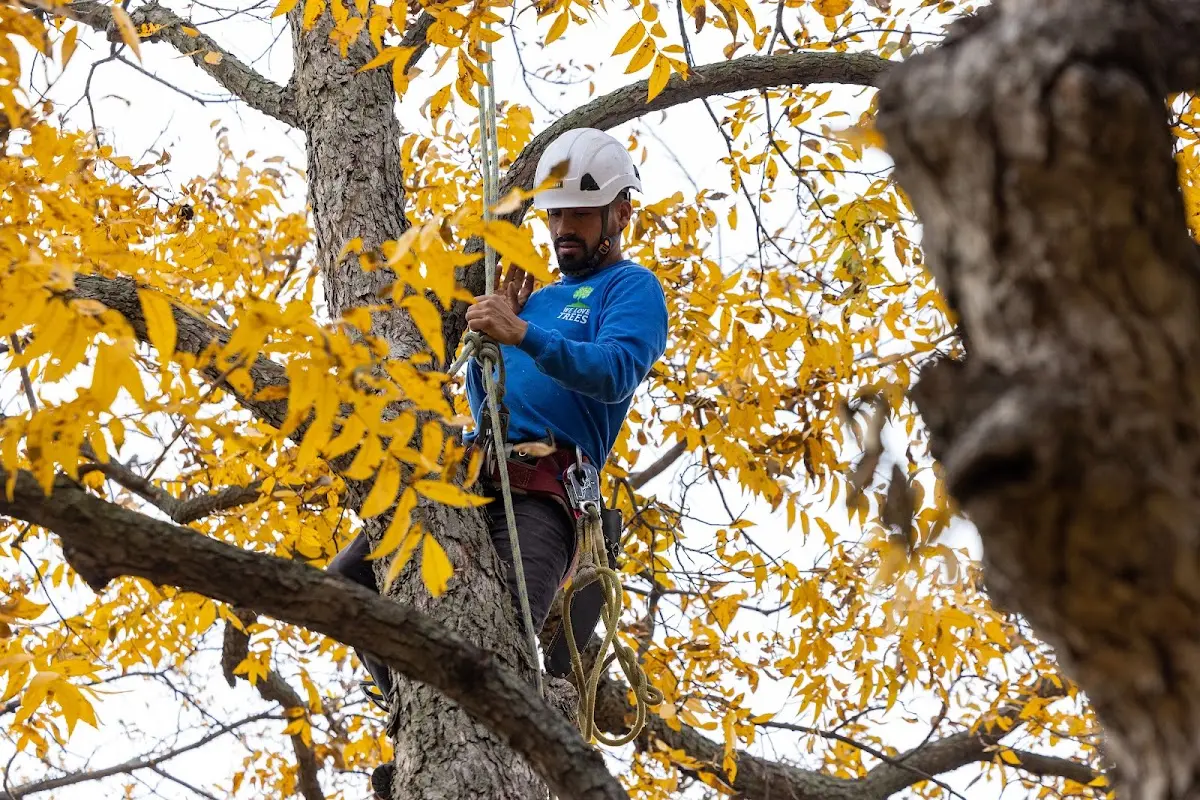 Skilled Tree Planing crew working in Pointe Aux Pins